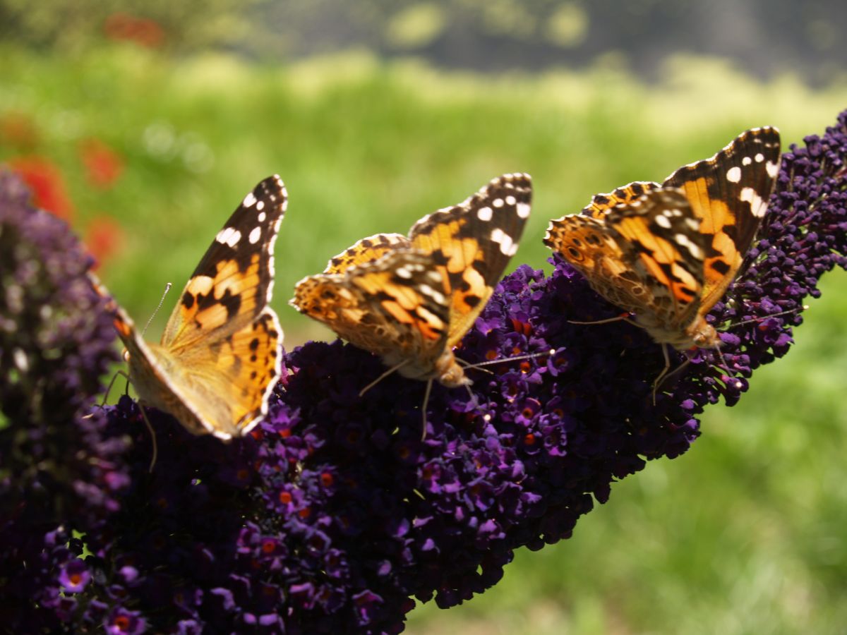 Schmetterlinge im Park