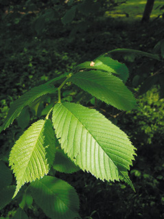 Berg-Ulme Ulmus glabra