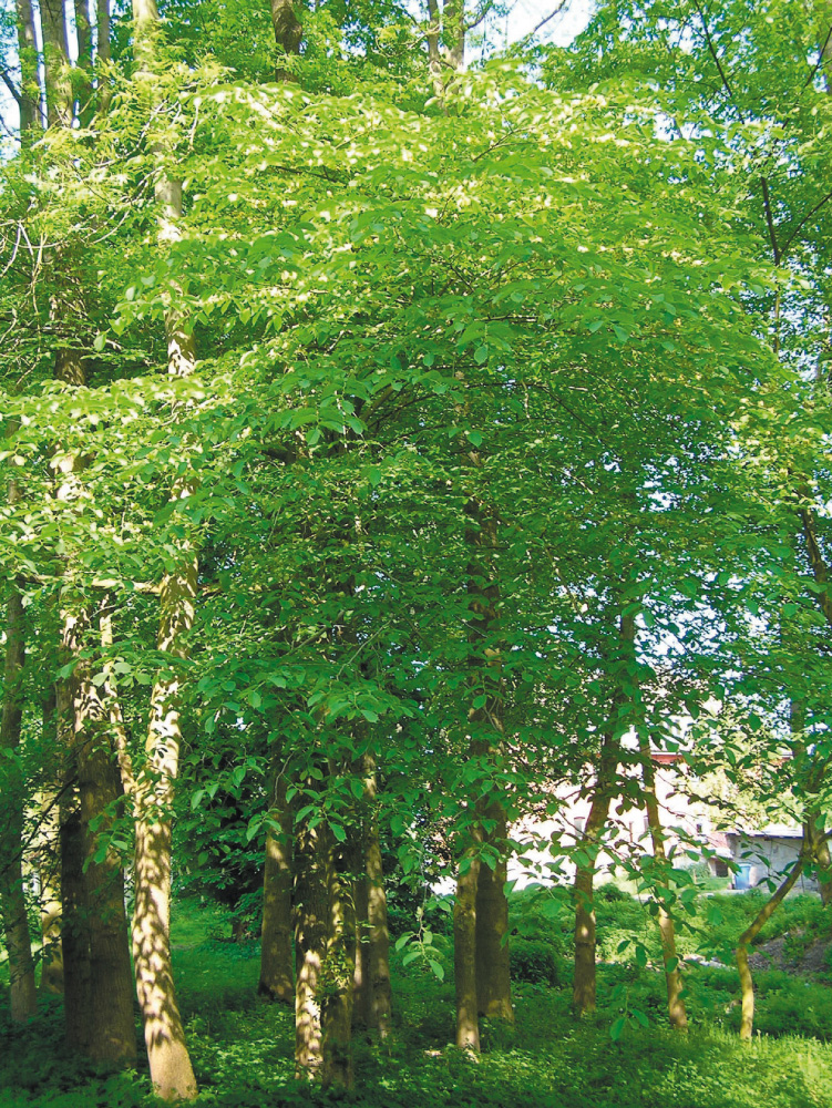 Berg-Ulme Ulmus glabra